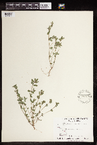 Euphorbia serpillifolia image