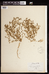 Euphorbia serpillifolia image