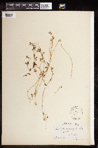 Euphorbia serpillifolia image