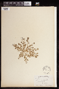 Euphorbia serpillifolia image