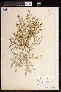 Euphorbia serpillifolia image