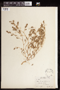 Euphorbia serpillifolia image