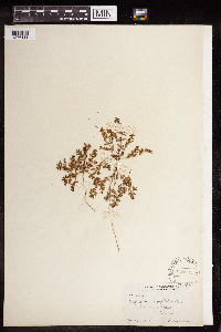 Euphorbia serpillifolia image