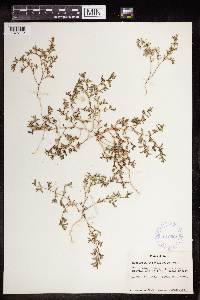 Euphorbia serpillifolia image