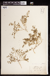 Euphorbia serpillifolia image