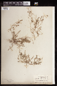 Euphorbia serpillifolia image