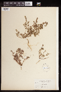 Euphorbia serpillifolia image