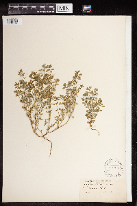 Euphorbia serpillifolia image