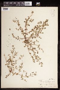 Euphorbia serpillifolia image