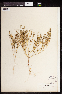 Euphorbia serpillifolia image