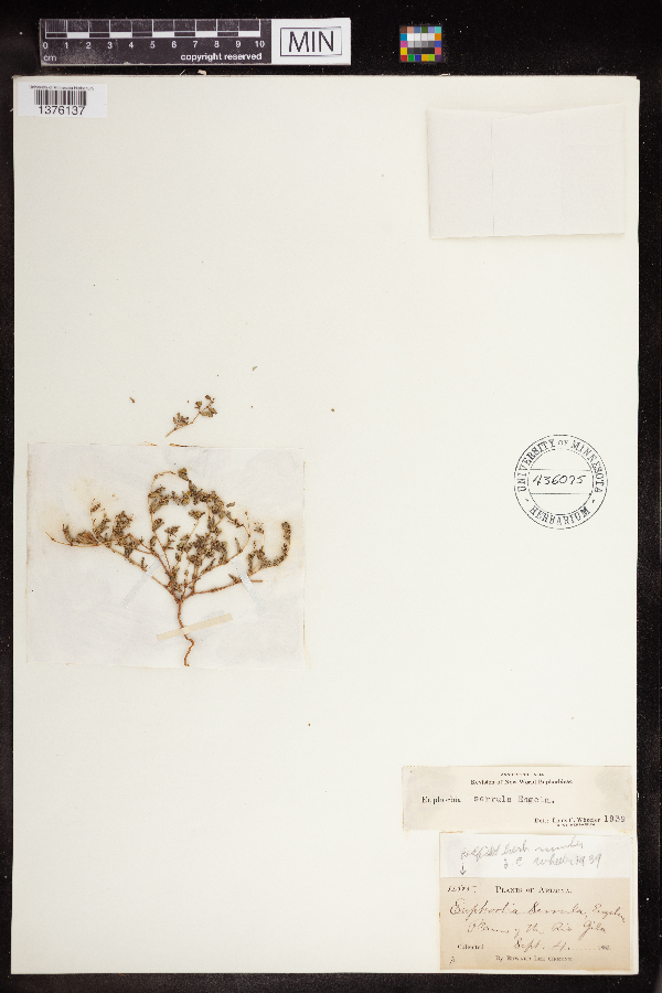 Euphorbia serrula image