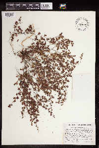 thumbnail image of current specimen