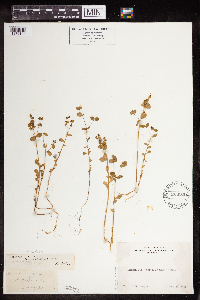 Euphorbia spathulata image