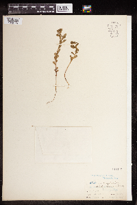 Euphorbia spathulata image