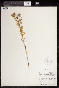 Euphorbia spathulata image