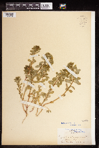 Euphorbia spathulata image