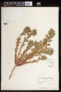 Euphorbia spathulata image