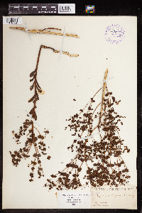 Euphorbia spathulata image