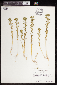 Euphorbia spathulata image