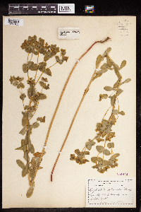 Euphorbia spathulata image