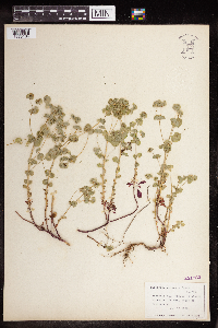 Euphorbia spathulata image