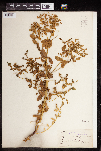 Euphorbia spathulata image