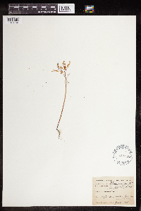 Euphorbia spathulata image