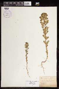 Euphorbia spathulata image