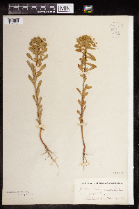 Euphorbia spathulata image