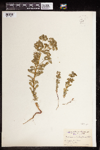 Euphorbia spathulata image