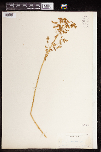 Euphorbia spathulata image