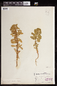 Euphorbia spathulata image