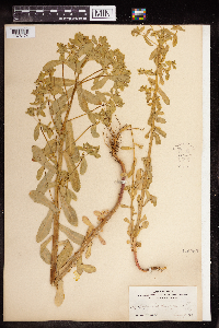 Euphorbia spathulata image