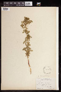 Euphorbia spathulata image