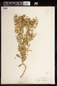 Euphorbia spathulata image