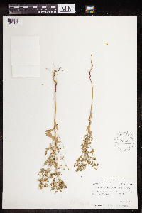 Euphorbia spathulata image