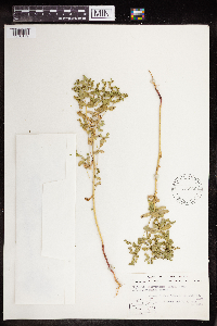 Euphorbia spathulata image