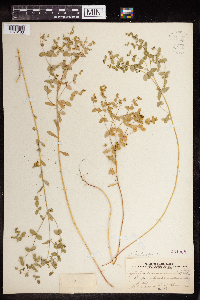 Euphorbia spathulata image