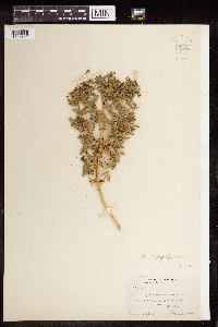 Euphorbia spathulata image