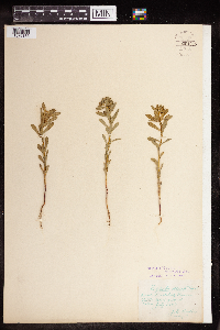 Euphorbia spathulata image