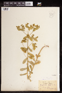Euphorbia spathulata image