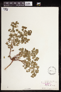 Euphorbia spathulata image
