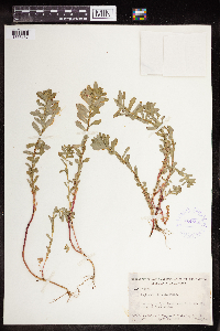 Euphorbia spathulata image
