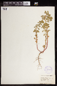 Euphorbia spathulata image