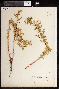 Euphorbia spathulata image