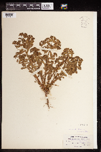 Euphorbia spathulata image