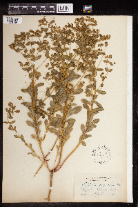Euphorbia spathulata image