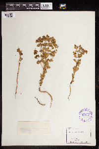 Euphorbia spathulata image