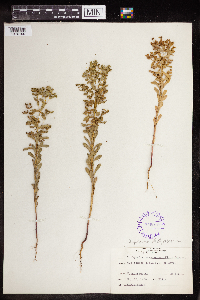 Euphorbia spathulata image