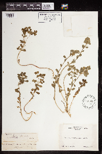 Euphorbia spathulata image